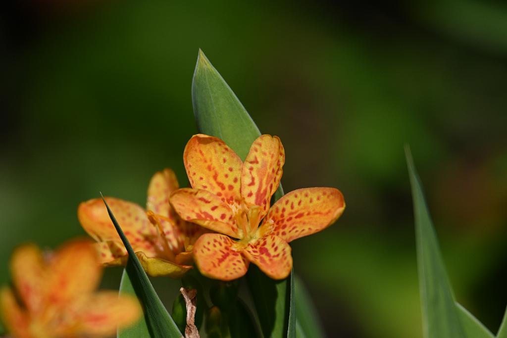 2025-08150090 Tower Hill Botanic Garden, MA.JPG - Blackberry Lily. New England Botanic Garden at Tower Hill, MA, 8-15-2025